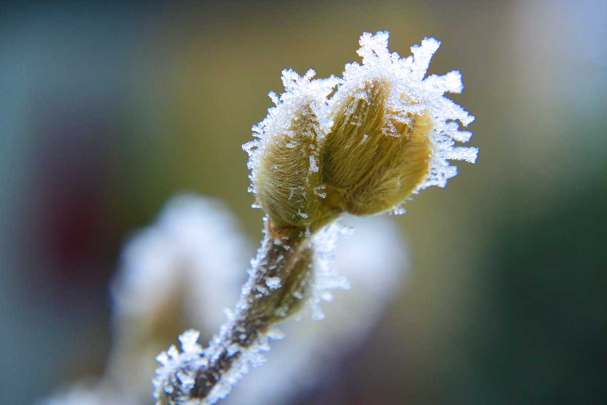 Как защитить растения от возвратных заморозков