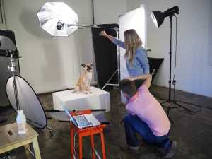 Как фотографировать кошек: идеи и советы для фотосессий