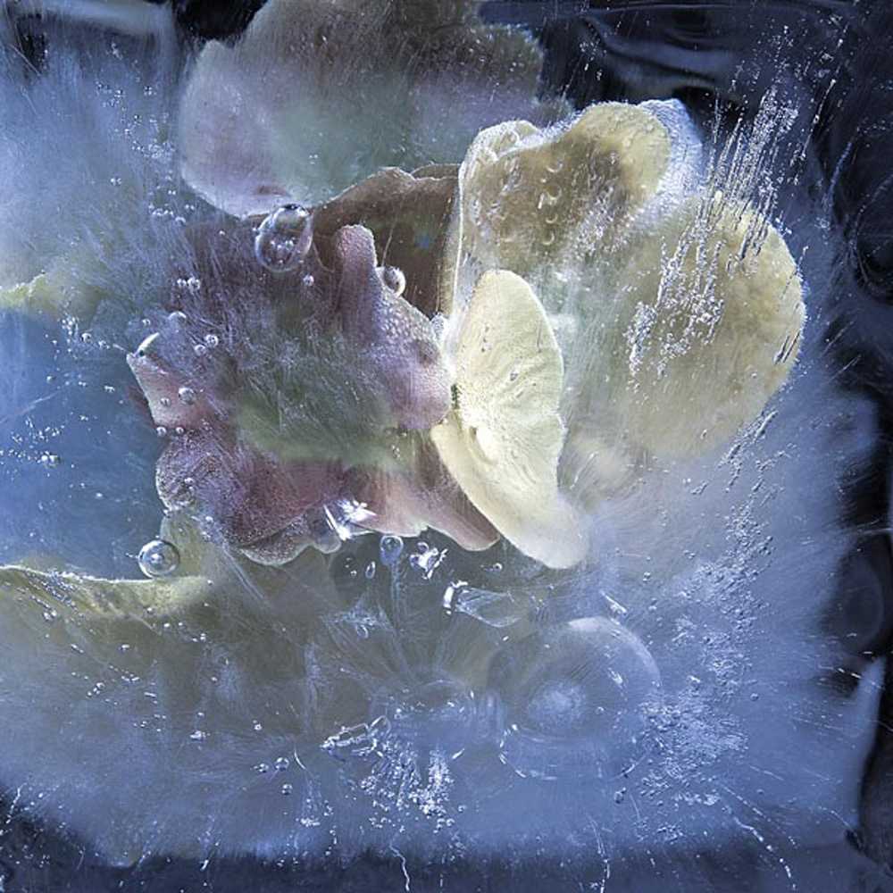 Как фотографировать замороженные цветы. идеи для фотографии