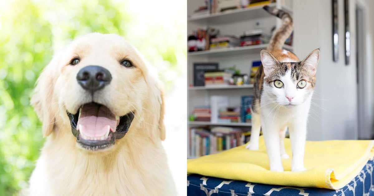 Фотосессия с котом. как фотографировать кошек?