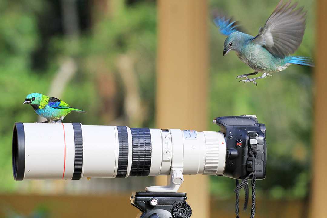 Как фотографировать птиц? - статья фотоискусства раздела уроки фотографии. полезная информация по теме и интересные материалы :: fotoprizer.ru