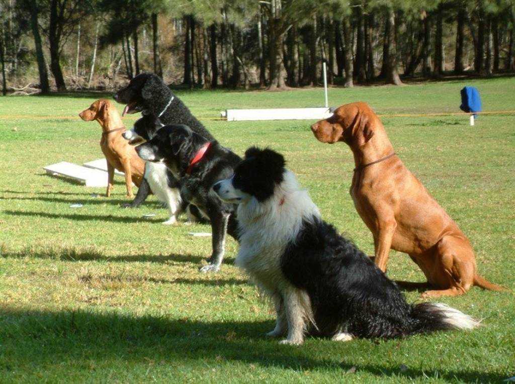 Обучение собаки команде охраняй: вещи, хозяин, дом, особенности для разных пород