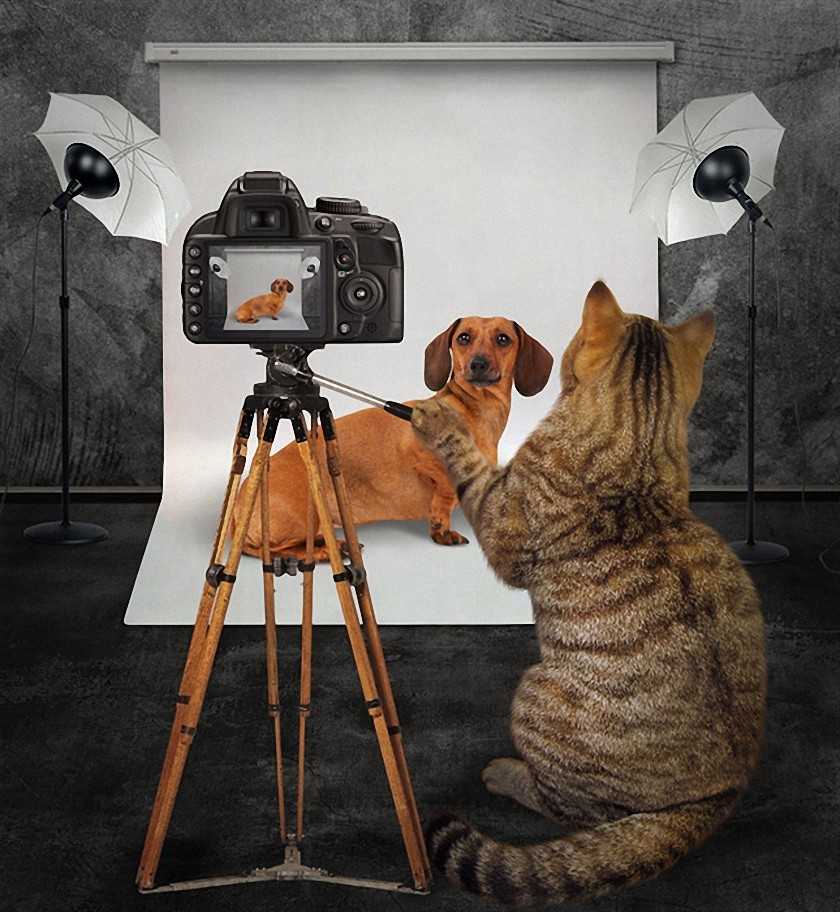 Как фотографировать собак?