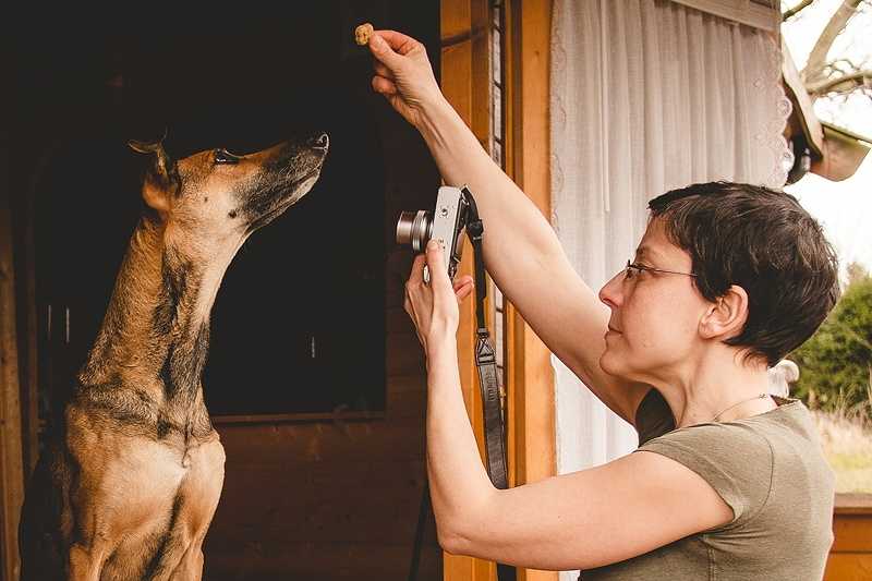 Как фотографировать собак — 10 лайфхаков от фила эндрю харриса