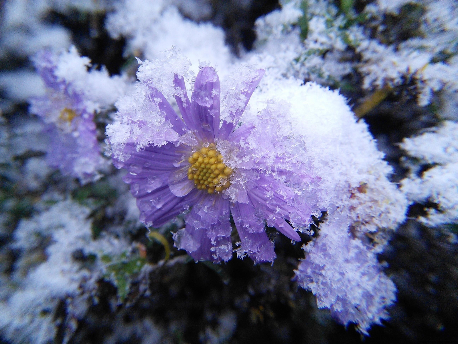 Замороженные цветы: дневник пользователя dulta