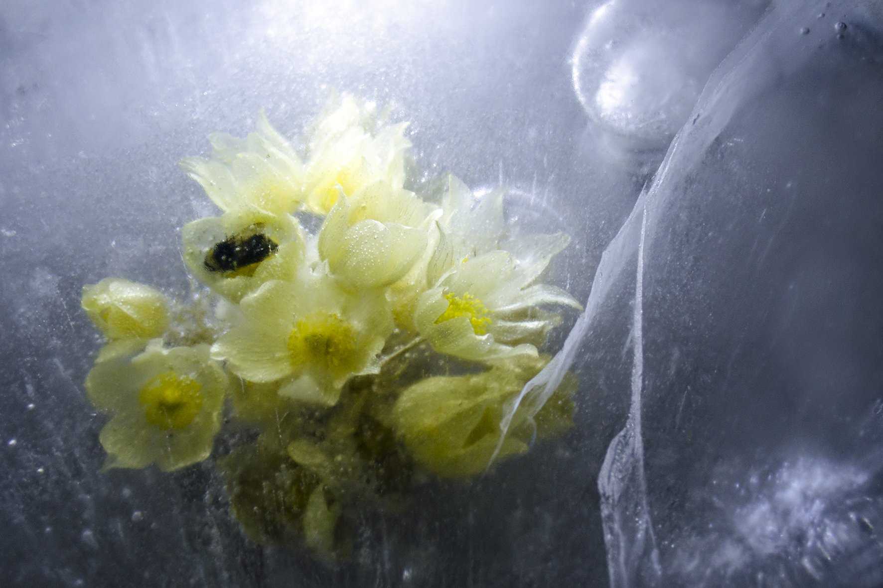 Как фотографировать замороженные цветы. идеи для фотографии