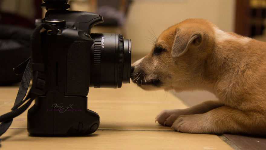 5 простых советов, как правильно фотографировать животных | ichip.ru