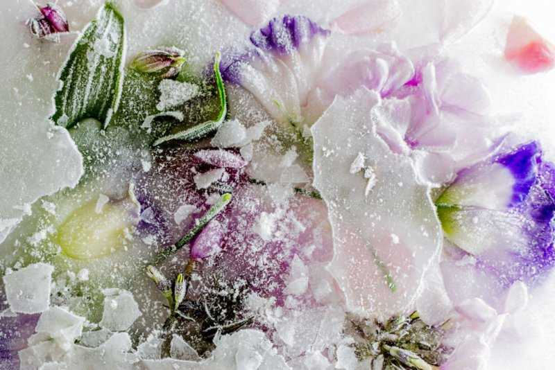 Как защитить растения от весенних заморозков — викистрой