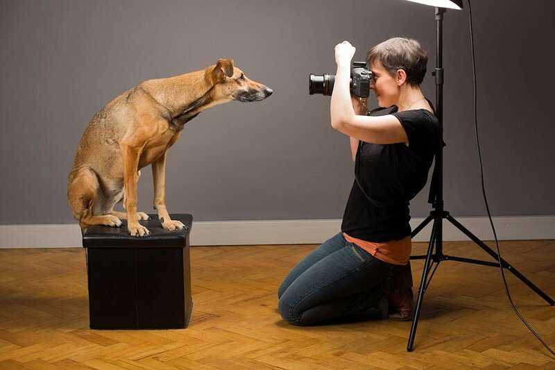 Как фотографировать собак? - статья фотоискусства раздела уроки фотографии. полезная информация по теме и интересные материалы :: fotoprizer.ru
