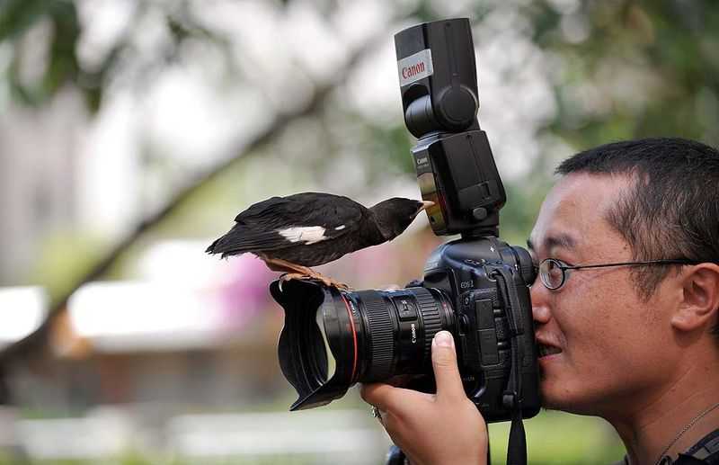 10 советов о том, как фотографировать птиц