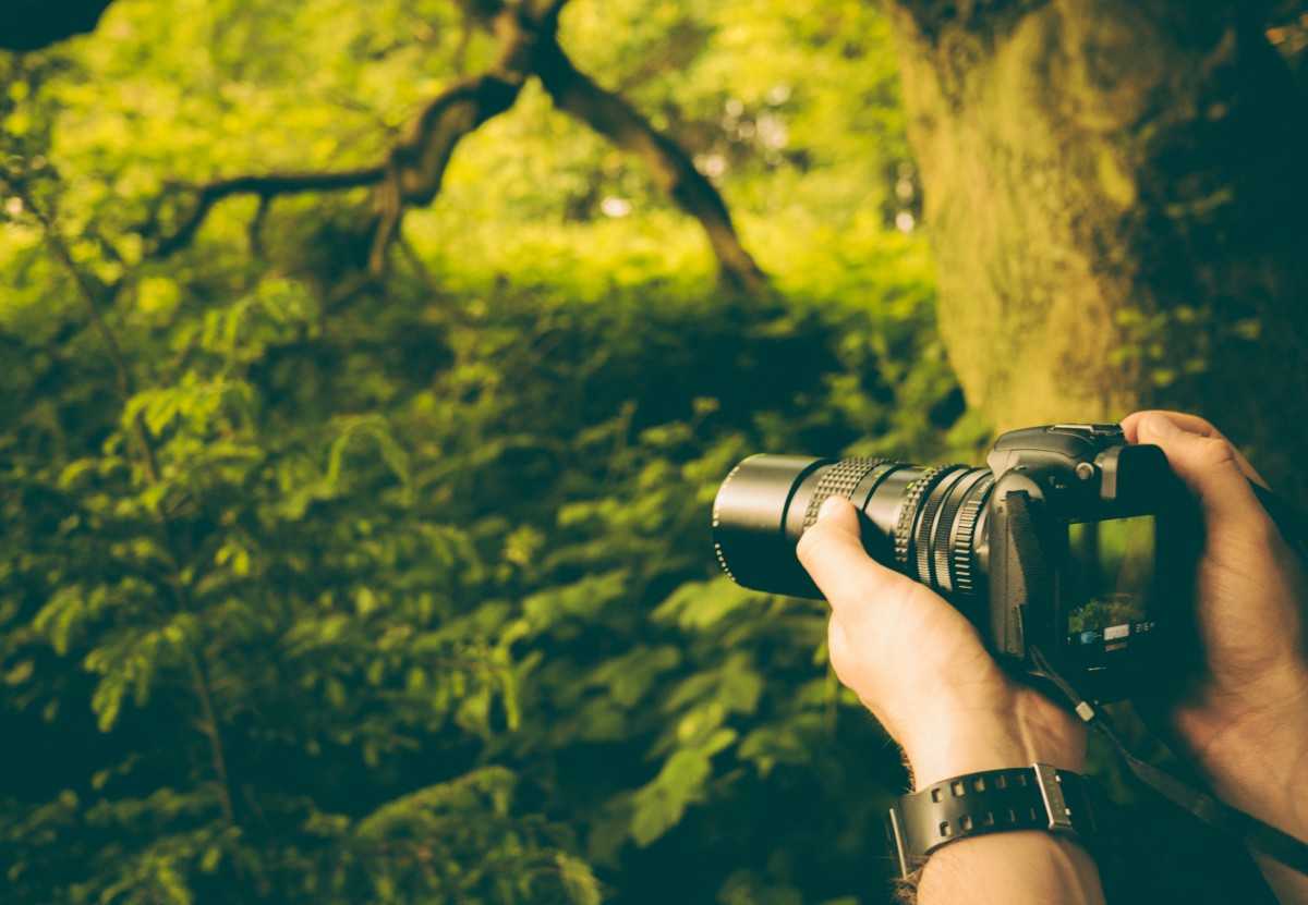6 советов, как фотографировать растения